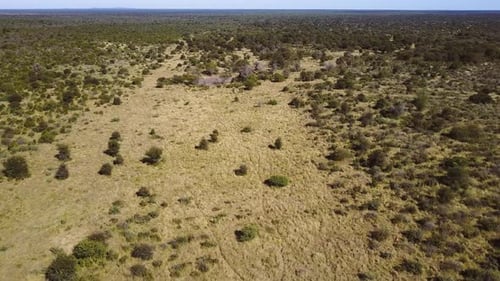 Descending aerial shot over a savannah, dry grass and small trees around