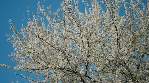 Blossoming Tree Against a Bright Blue Sky