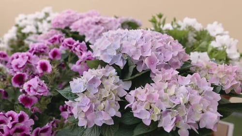 Beautiful Blooming Hydrangea Flowers in Garden