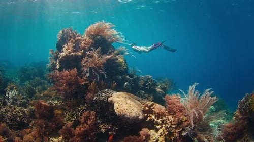 Woman Freediver Swims Underwater and Explores the Vivid Coral Reef in the Komodo National Park in