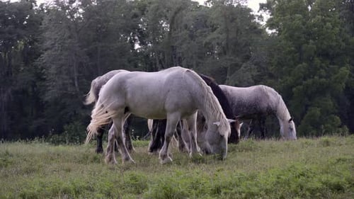 A group of horses eating grass.