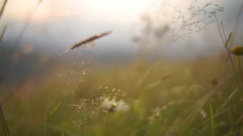 Close Up of Grass Field Flowers at Sunset Light. Nature Background. Close Up. Slow Motion