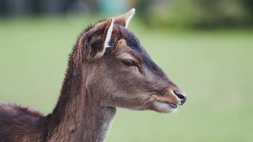 Fallow Deer Female (Dama Dama) Head close-up Eating chewing food in slow motion