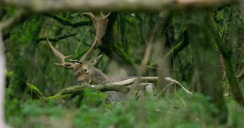 Majestic Deer Resting Peacefully in Green Forest