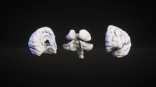 3D Human Brain Anatomy Disassembly and Reassembly Animation