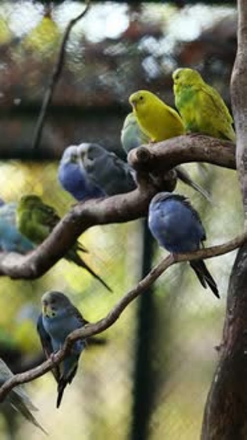 Perroquets colorés assis sur une branche