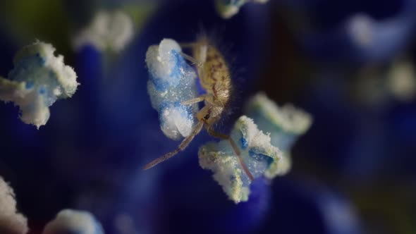 Springtail on anther of flower, eating pollen, plant cells visible ...