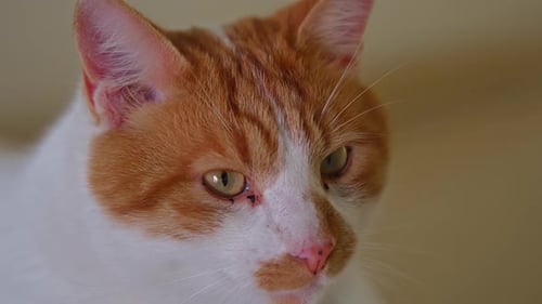 Close Up of Domestic Orange and White Cat