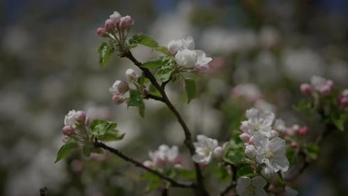 White Flowers of a Cherry Blossom on a Cherry Tree in Spring Season