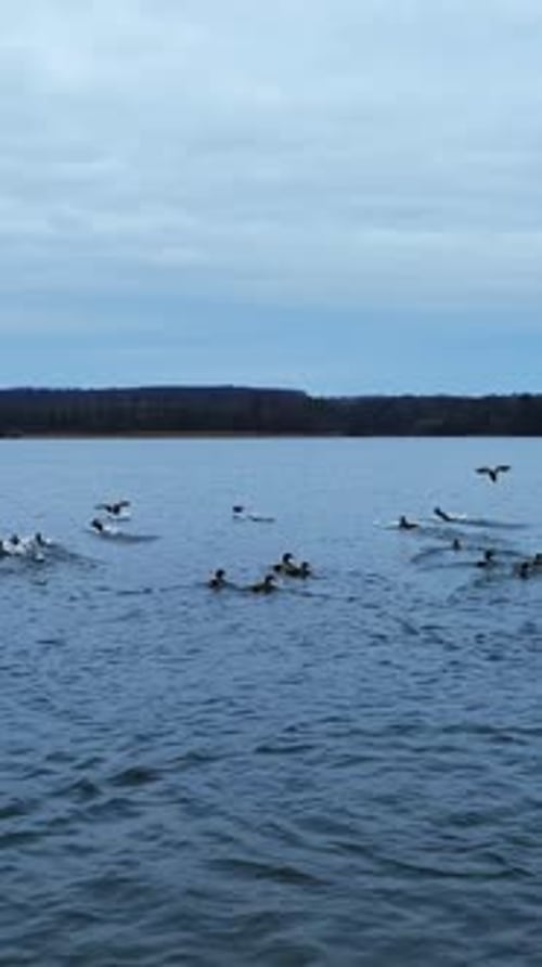 Ducks Splashing and Flying on Windy Lake
