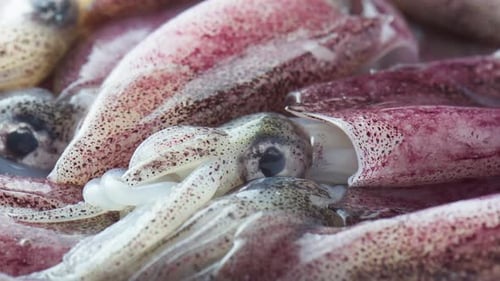 Close up of fresh raw squid seafood