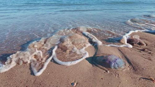 Eine Menge toter Quallen, die am Sandstrand angespült wurden, Zeitlupe