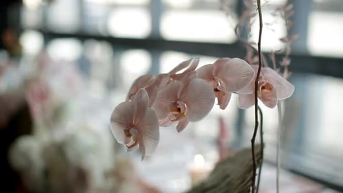 Close up to a beautiful and delicate orchid flower used as decoration for the reception of an elegan