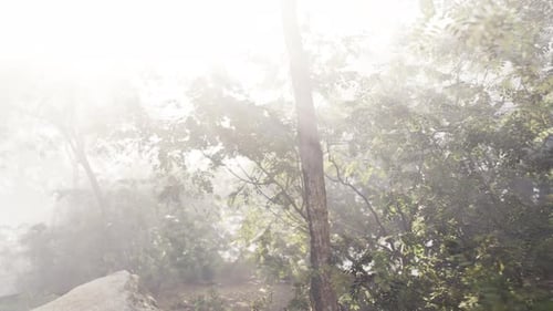 The Sun Shines Through the Trees on a Foggy Day