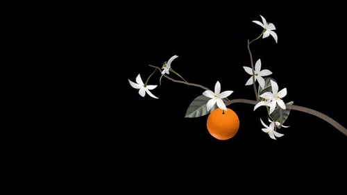 Orange Tree Branch - Blooming Flowers and Fruit - II - Alpha Channel