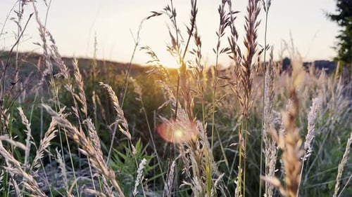 Fresh Green Grass Footage Ears of Rice in the Light of Dusk Gusty Wind Plays with Green Grass