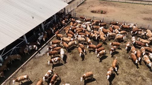 Aerial View Of Cow Farm