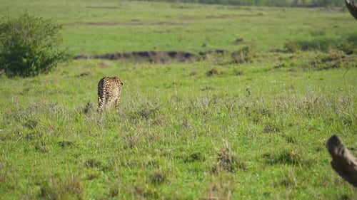 Cheetah walking away through grass in African Bush