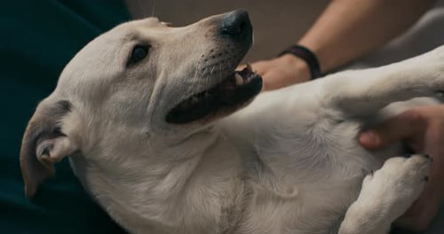 Contented Dog Gets Belly Rub at Home