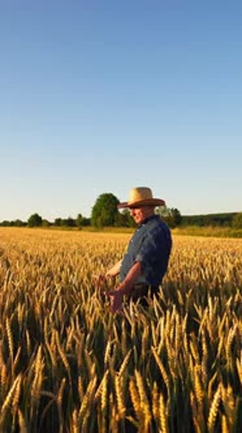Farmer Inspecting Wheat in Golden Field