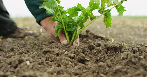 L'agriculteur détient un produit biologique : du radis, des mains et des radis tachés de terre. Concept :