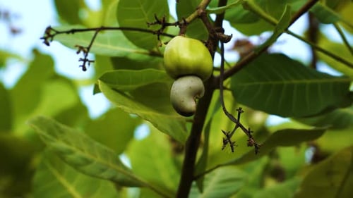 Close up shot of fresh cashew fruit on tree. Static, low angle, shallow focus