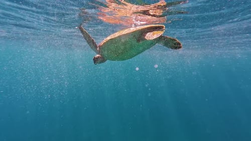 Grüne Schildkröte an der Wasseroberfläche in San Juan, Philippinen