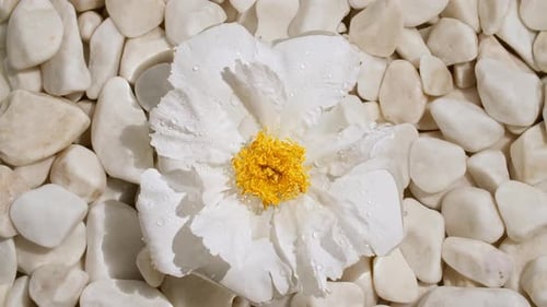 White Flower, Pebbles, and Water