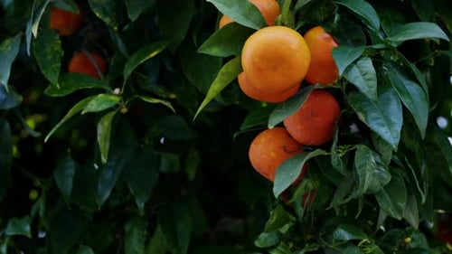Ripe Oranges Hanging From a Tree Branch with Sunlight Filtering Through the Leaves