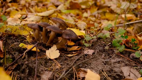 Bad Mushrooms in the Forest Selective Focus