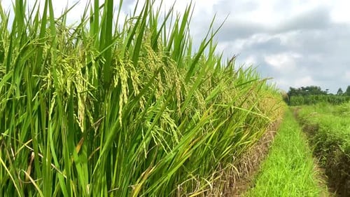 rice plants