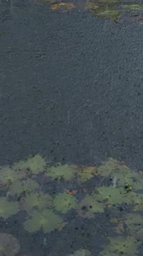 Vertical video. Raindrops Falling on Pond Surface with Floating Water Lilies, Overhead View, Slow