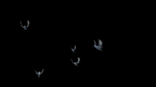 Flock of Flying Pigeons Moving Across Screen Loop