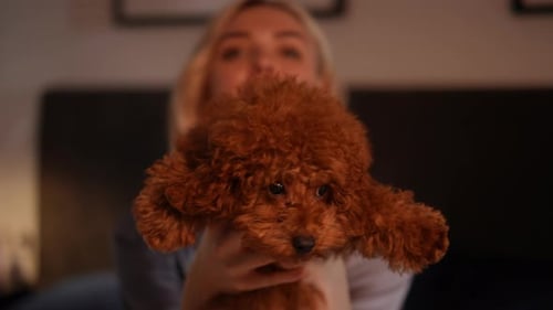 Woman Holds Small Dog Lovingly Indoors at Home