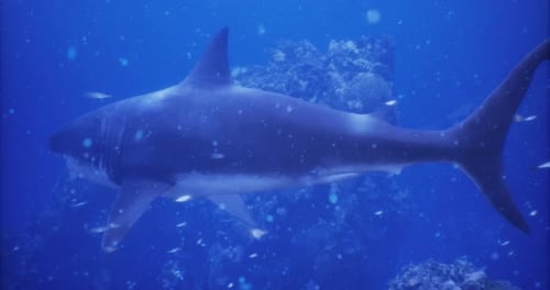 Large Shark Swimming Gracefully Through Clear Ocean Waters Near Coral Reef