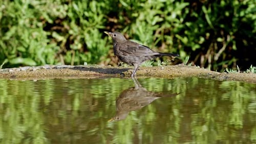 A female Blackbird drinks water at a natural spring