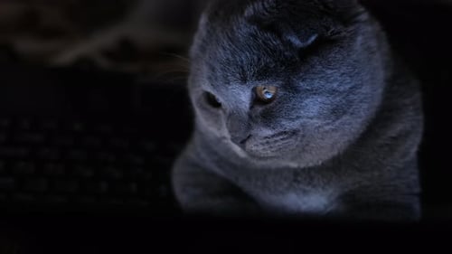 Gray Cat Observing in the Dark