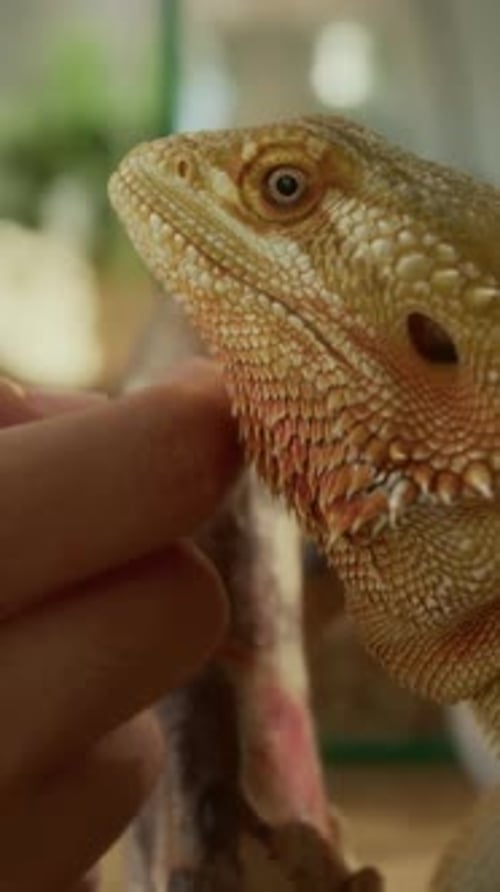 Doigts d'un propriétaire anonyme caressant un lézard agama barbu