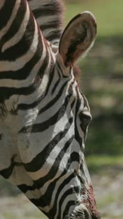 Zebra weidet friedlich auf der grünen Wiese