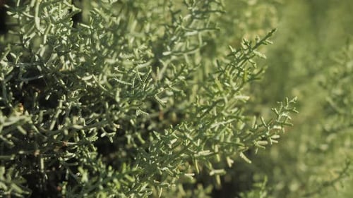 Plantas verdes de coníferas no parque Agulhas de coníferas fecham belas árvores no jardim da cidade