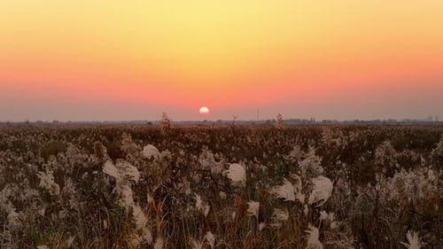 Reeds Plant In Sunset Light