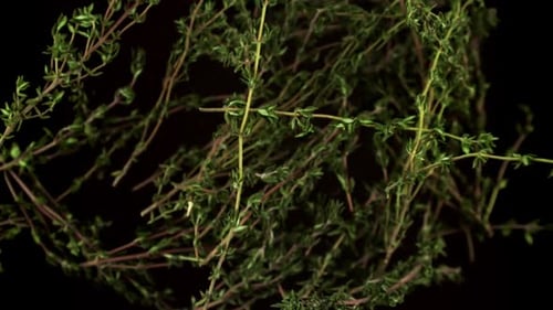 Ralentissement des branches de thym filmées par une caméra à haute vitesse à 1000 images par seconde
