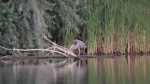 Great Blue Heron Reflected in Lake