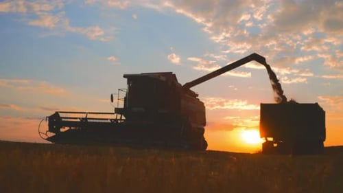 Harvester Combine Pours Grain Into Truck on Field Machine Pouring Just Harvested Wheat Agricultural