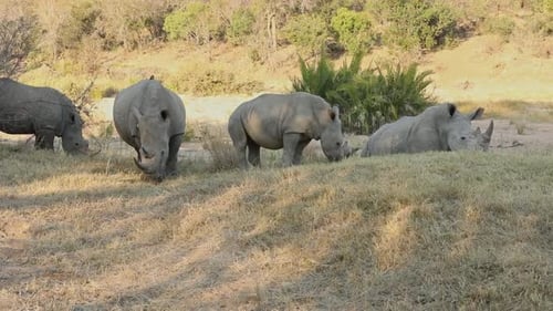 plan grand angle d'un groupe de rhinocéros qui paissent dans les prairies