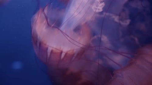Graceful Movement of Jellyfish in Vibrant Underwater World