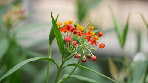 A close-up of a flower