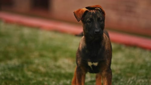 Adorable Belgian Malinois Domestic Dog Looking Amaze In Front Of Camera. Close up