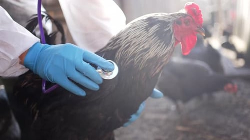 Bird Flu Epidemic A Veterinarian Examines Chickens on a Farm Checking Breathing with a Stethoscope