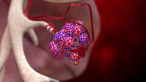 Detailed 3D Animation of Alveoli Gas Exchange in Lungs
